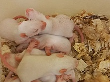 Эксперимент по лечению сахарного диабета проведут на крысятах ученые