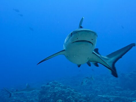 Эксперт назвал возможные причины нападений акул на людей в Красном море