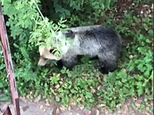 Медведь пытался познакомиться с двумя мужчинами в Костроме