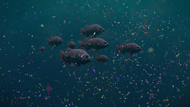 Рыба с «добавками»: почему микропластика в ней становится больше