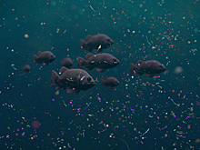 Рыба с «добавками»: почему микропластика в ней становится больше