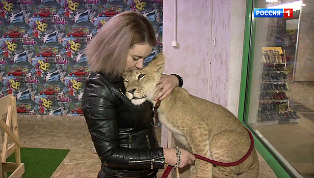 Такого не видели даже в карельском цирке: львица Киара живет в ростовской квартире
