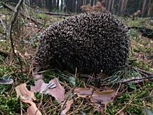 Недомашние выходные. Куда сходить омичам 29 и 30 сентября