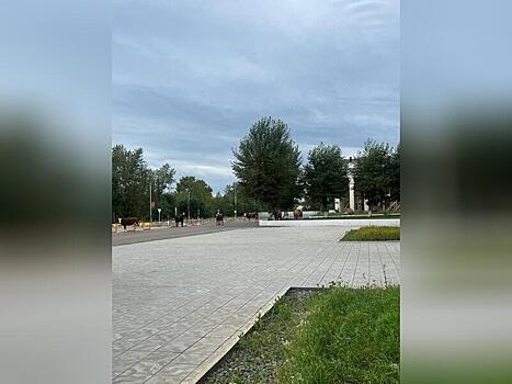 Коровы захватили читинский аэропорт