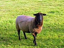 Грузовик с сотней овец без документов задержали в Хакасии