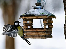 Птицы охвачены едой: Блогер Пучков рассказал об увлечении своей жены