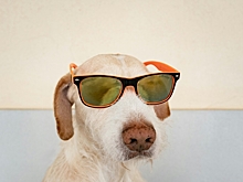 Фестиваль Четыре Лапы ФЕСТ соберёт тысячи любителей животных в Москве