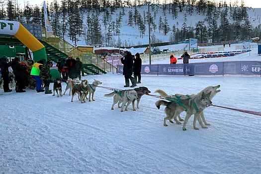 На Камчатке стартовала традиционная гонка на собачьих упряжках "Берингия-2023"