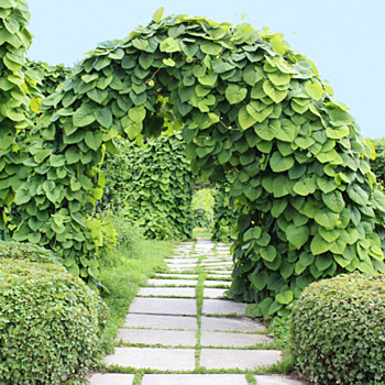 Они так красиво вьются! 11 лучших лиан для вашего сада