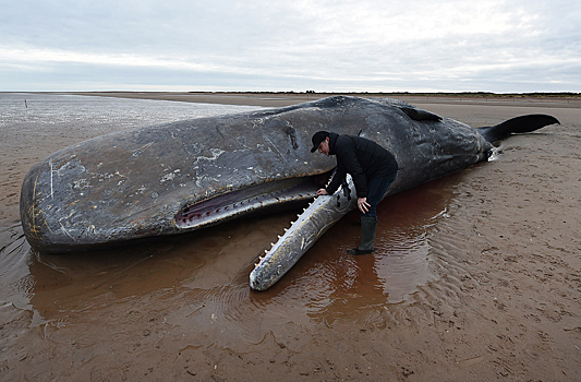 Биологи нашли причину появления гигантских китов