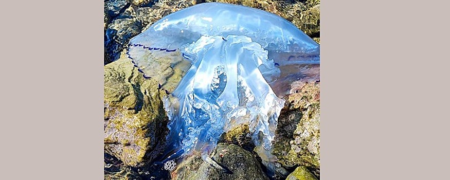 В Анапе туристы сфотографировали в море медузу неземной красоты