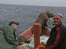 Морской котик заставил сахалинских рыбаков восемь часов катать его в лодке