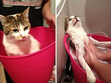 Помытые и оскорбленные: 8 котов, принявших ванну