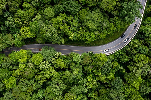 В Госдуме рассматривают проект о введении правил по строительству лесных дорог