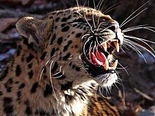 Стала известна судьба леопарда, напугавшего туристов в отеле в Индонезии