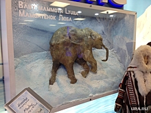 В челябинский музей приедет ямальский мамонтенок Люба