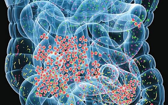 EP: Американские ученые нашли орган, продолжающий жить после смерти