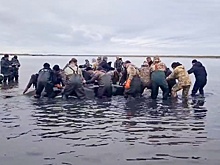 Застрявших на Камчатке косаток отправили в открытое море