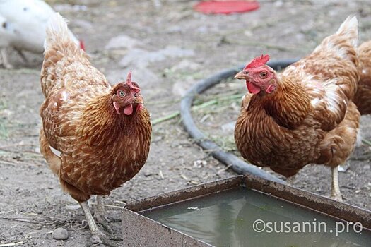   В одной из деревень Удмуртии в гибели птиц обвинили чупакабру  