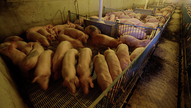 В Липецкой области обнаружили пять очагов вируса свиной чумы