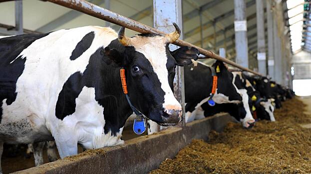 Вологодчина вошла в топ-10 регионов с высокой молочной продуктивностью коров