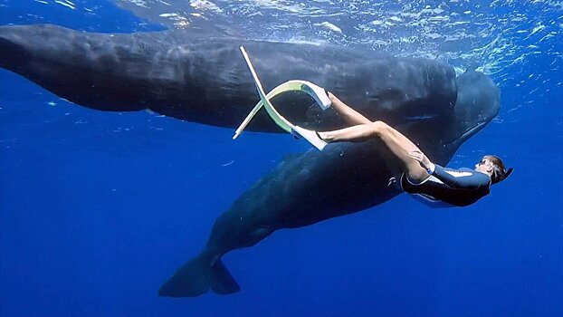 Хавбек «Пари НН» Трошечкин об отпуске на Маврикии: «Экзотично. Одно из немногих мест, где можно поплавать с китами в их естественной среде обитания»