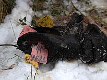 Установлен один из виновников свалок с останками животных