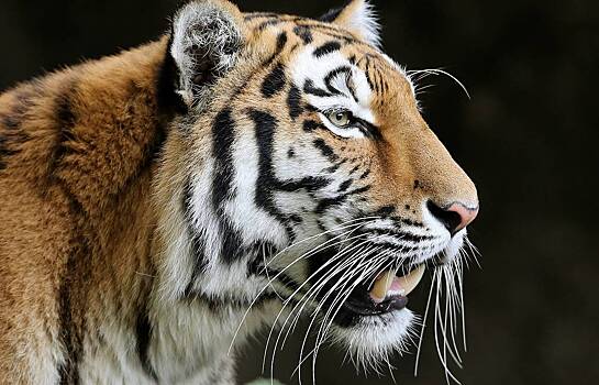 В России разрешили добычу краснокнижных животных