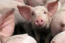 Африканская чума. В Югре принимают меры против свиного вируса
