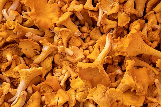 Специалист Кнутова рассказала, как правильно выбирать грибы лисички на рынках