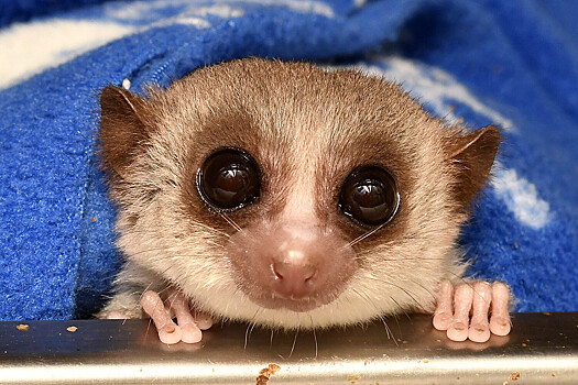 Лемуры помогут лечить болезни мышц у людей