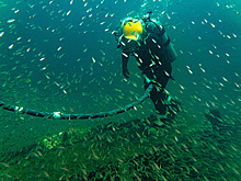 Раскрыта тайна исчезнувшего китобойного судна