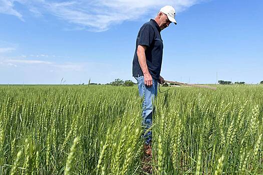 Пшеница подорожала до максимума за полгода