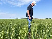 Пшеница подорожала до максимума за полгода