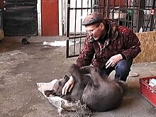 Челябинский зоозащитник спас медвежонка от браконьеров