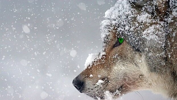 Стая из шести волков беспокоит с начала года жителей Суоярвского района 