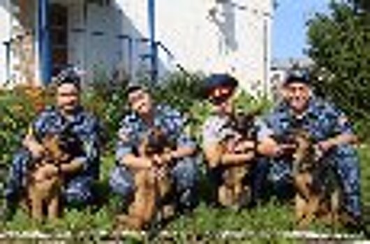 На службу в УФСИН России по Оренбургской области прибыли щенки немецкой овчарки из племенного питомника УФСИН России по Омской области