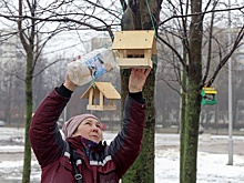 В Полюстровском парке Петербурга развесили кормушки для птиц