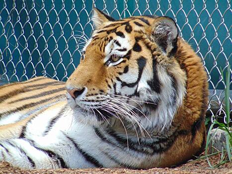 В США усыпили привезенного из России амурского тигра