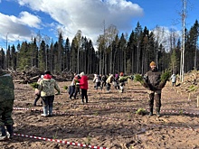 В Прикамье появилась мемориальная роща-геоглиф в память о погибших на Великой Отечественной войне