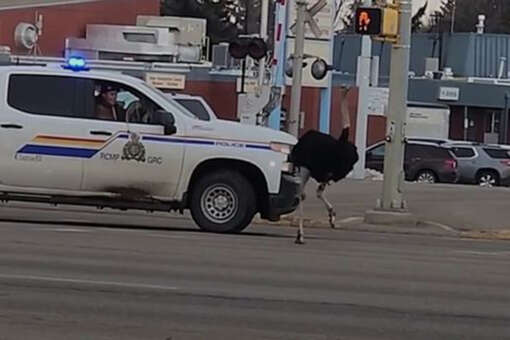 В Канаде полицейские на машинах ловили 20 сбежавших из загона страусов