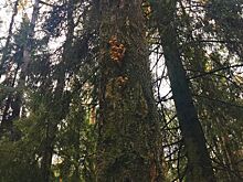 Посев грибов в лесу может быть новым направлением в АПК