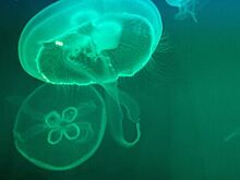 Парящих в море медуз показали на видео