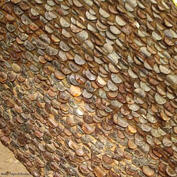 Несколько деревьев, полных монет, было обнаружено в английских лесах национального парка Peak District