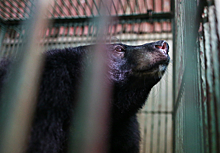 Вьетнамские активисты спасли медведей, из которых добывали желчь