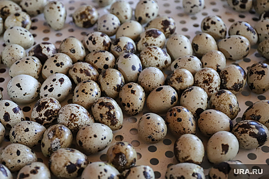 Из тюменских магазинов пропали перепелиные яйца