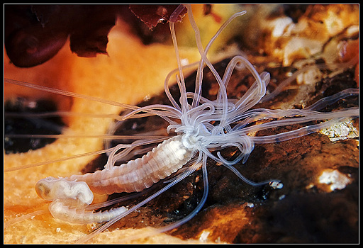 На дне Калифорнийского залива подводный аппарат обнаружил новых червей в виде спагетти