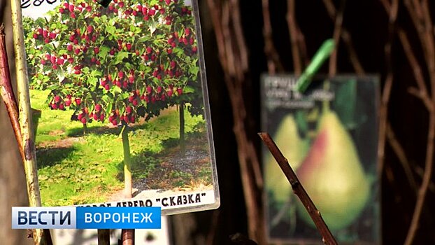 Россельхознадзор развеял мифы воронежских торговцев о «малиновом дереве»