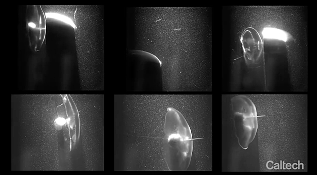 Бионическая медуза стала новым «рекрутом» в исследовании океана
