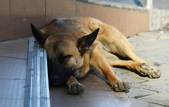 Главу волгоградского поселения подозревают в издевательстве над собакой
